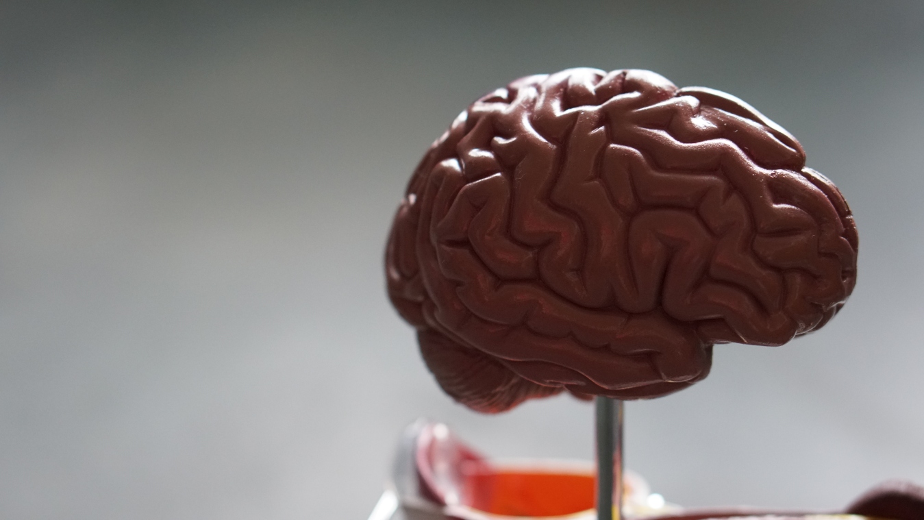 Model of the human brain