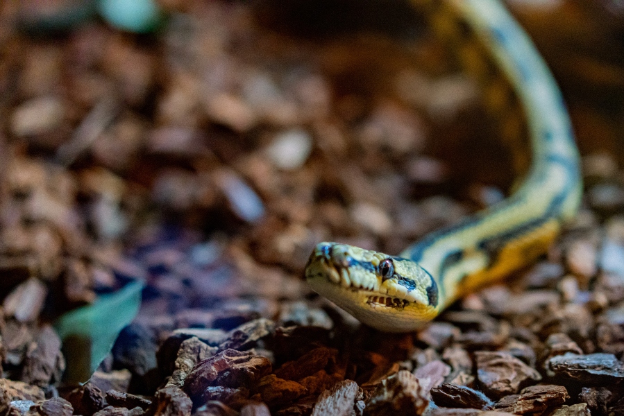 baby-python-on-forest-floor