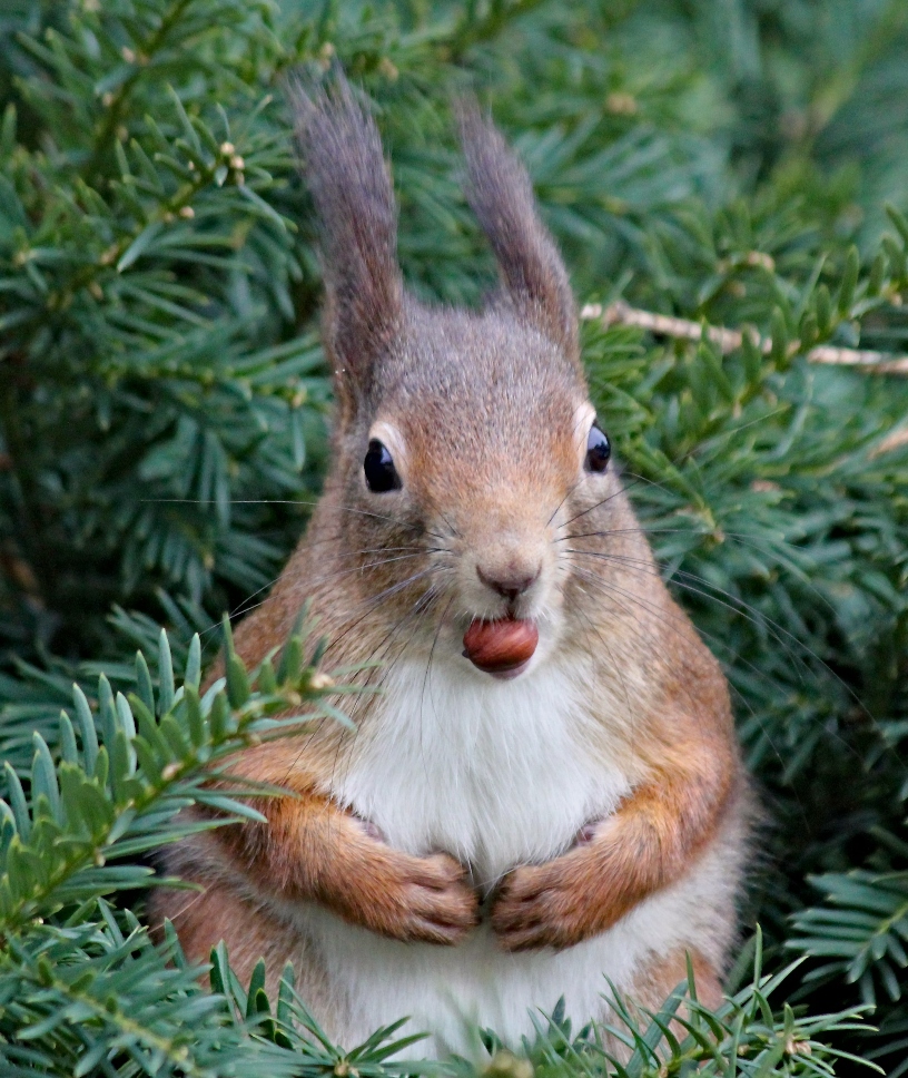 fat-squirrel-with-nut-in-mouth