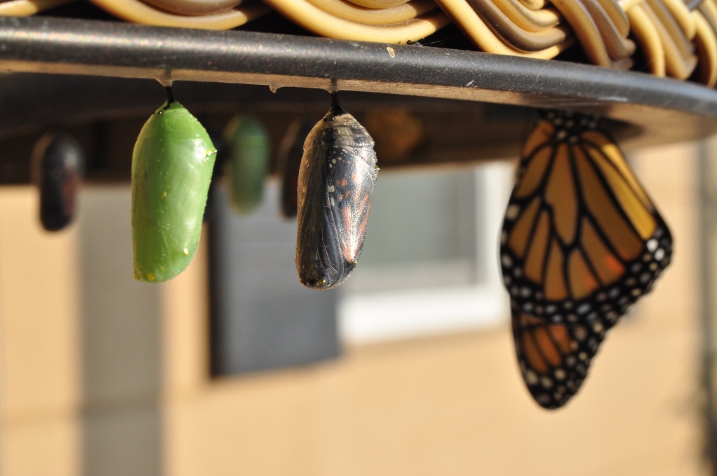 caterpillar-undergoing-metamorphosis