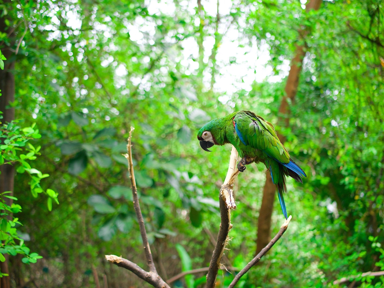 green-macaw-in-amazon