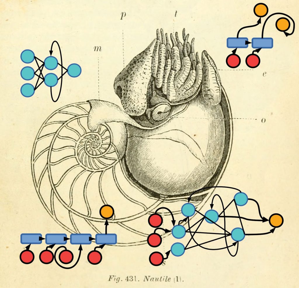 Nautilus with decision tree illustration.