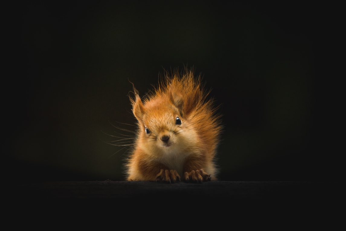 squirrel-on-deck