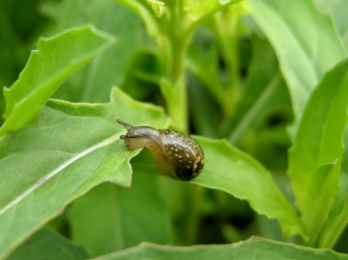 slug on a leaf